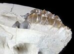 Oreodont (Merycoidodon) Partial Skull - South Dakota #78128-1